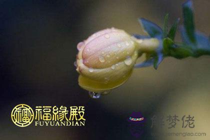 鄭博士：谷雨如何賞花旺婚戀桃花 第1张