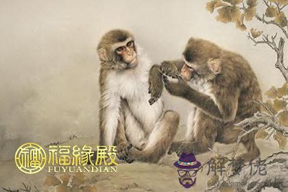 十二生肖猴的圖片有哪些 第9张