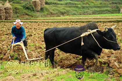 屬牛的女人性格優缺點 第1张