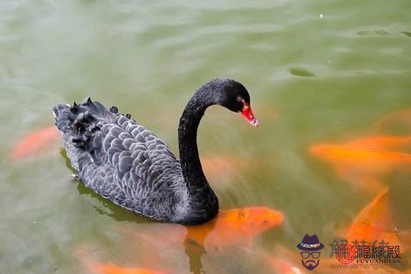 常常會去動物園的生肖 第1张