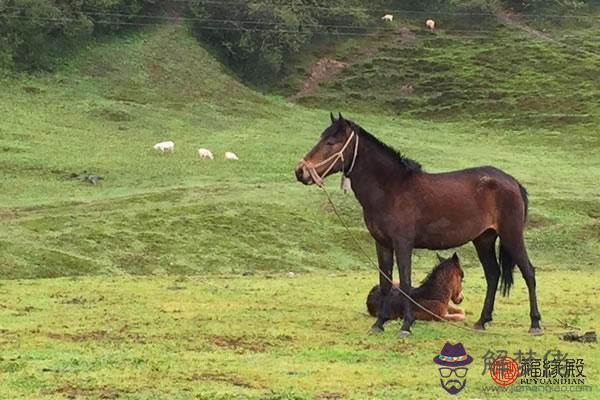 屬鼠配馬婚姻如何 第2张