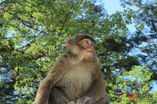 女蛇男猴到底好不好啊 女蛇男猴婚配 第2张