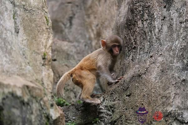 猴與猴的婚姻相配嗎 猴男猴女性格 第2张