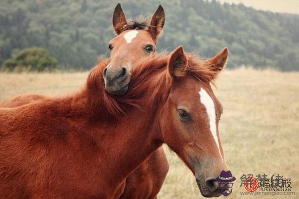 鼠和馬相配婚姻如何 雙方感情發展迅速 第3张