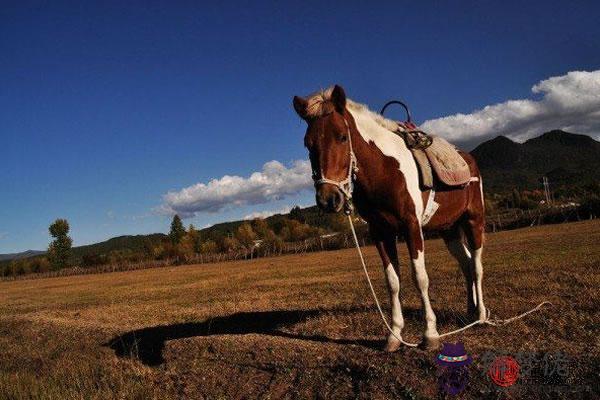 生肖馬和馬婚配如何 婚姻十分和諧 第3张