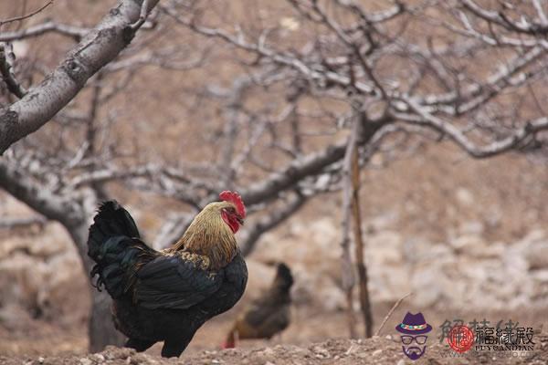 93年屬雞的姻緣在那年 屬雞最佳配偶 第2张