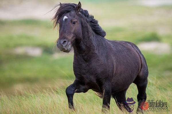 屬馬40歲三個劫怎麽破 有什麽方法 第1张