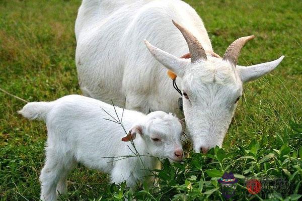 生肖羊和生肖猴配嗎 他們結婚有哪些優勢 第2张