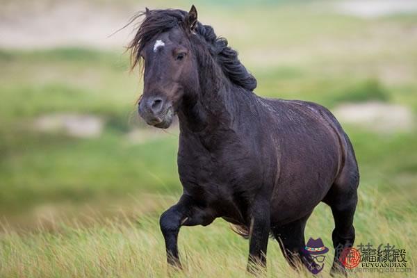 男馬跟什麽屬相配 男馬最佳婚配 第2张