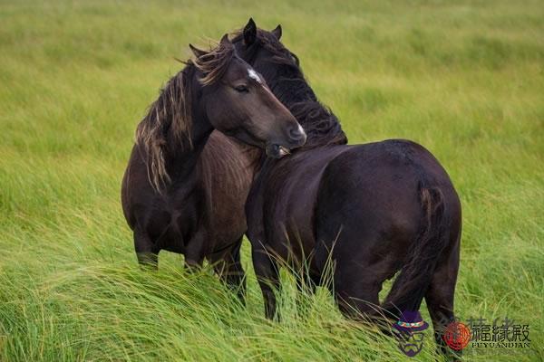 男馬跟什麽屬相配 男馬最佳婚配 第1张