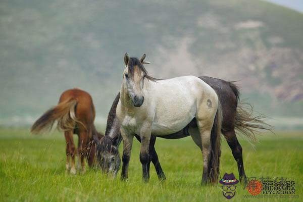 男馬跟什麽屬相配 男馬最佳婚配 第3张