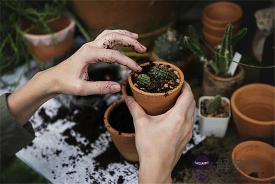 屬馬的人辦公室養什麽花最旺財 第1张