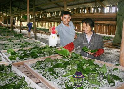 夢見和死去的母親一起養蠶意味著什麽 第1张