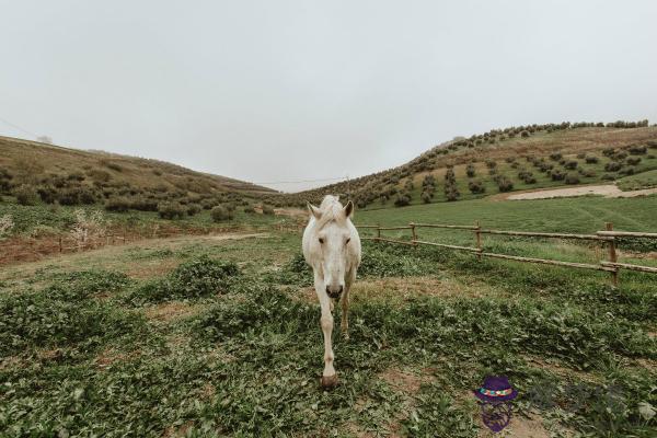 夢見蛇咬我是什麽意思 第1张