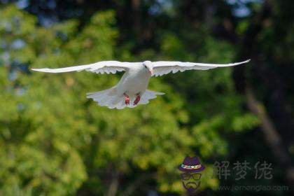 丁酉日與乙卯日配嗎 丁酉日柱與乙卯日柱是否適合 第1张