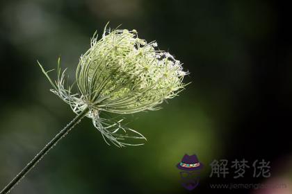 乙卯日與己巳日配嗎 乙卯日柱與己巳日柱是否適合 第1张