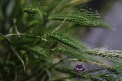 丙戌日生于巳時 丙戌日巳時生命運好嗎 第1张