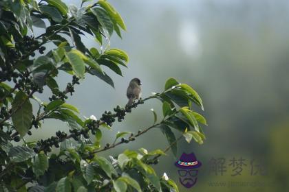 平地木和平地木配嗎 平地木和平地木婚姻如何？ 第1张