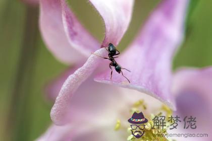 平地木缺金 平地木命五行缺金怎麽辦 第1张