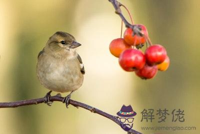 丁丑日生于酉月解析 丁丑日生于酉月命運好嗎 第1张