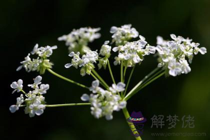 丙子日與癸丑日配嗎 丙子日柱與癸丑日柱是否適合 第1张