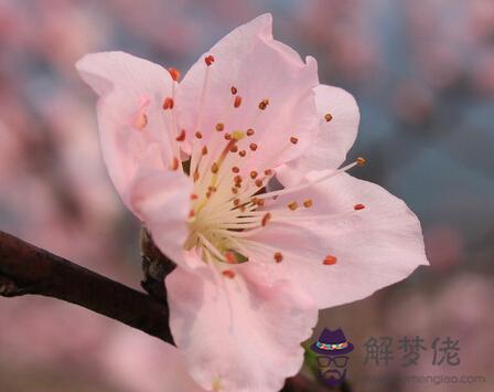 增加桃花運家居風水 第1张