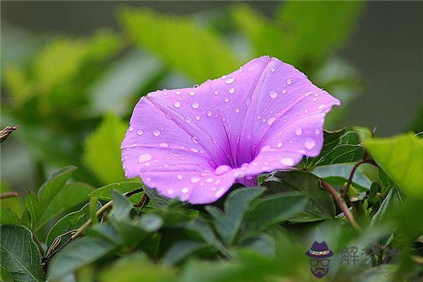 發夢夢到牽牛花開是什麼意思