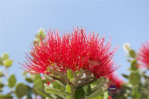 發夢夢到鐵樹開花是什麼意思