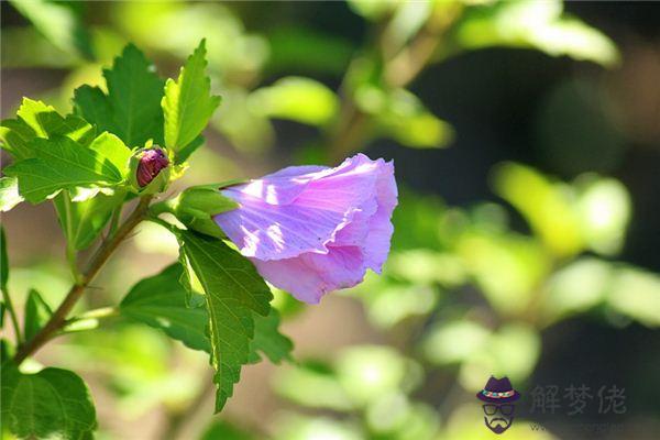 發夢夢到芙蓉花是什麼意思