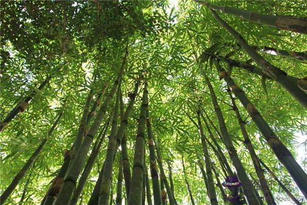 發夢夢到竹林是什麼意思