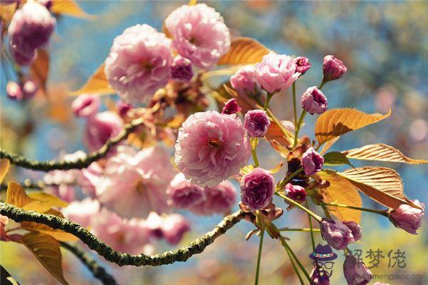 發夢夢到樹木開花是什麼意思