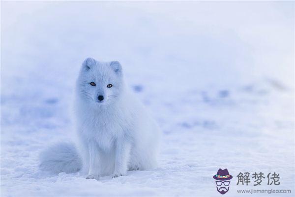 發夢夢到野生動物是什麼預兆