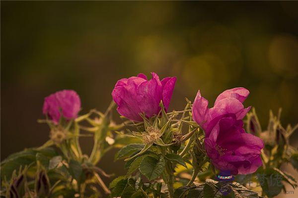 發夢夢到野薔薇是什麼意思