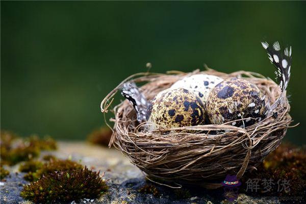 發夢夢到鳥蛋是什麼意思