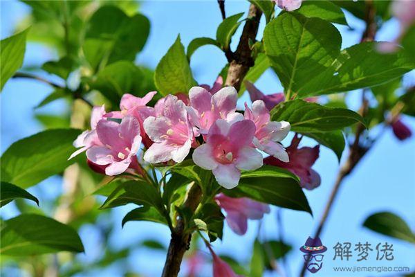 發夢夢到茉莉花是什麼意思