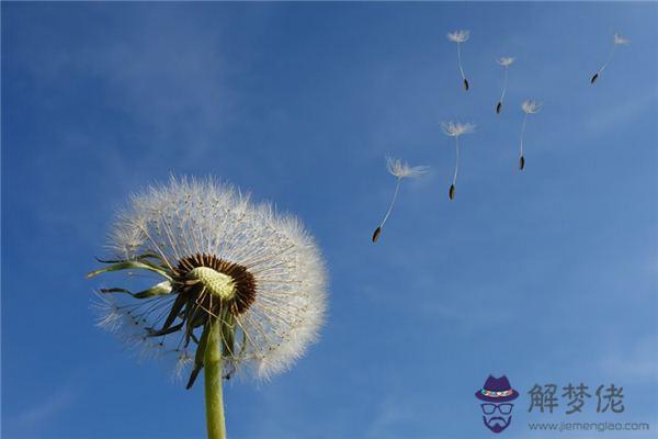 發夢夢到蒲公英是什麼意思