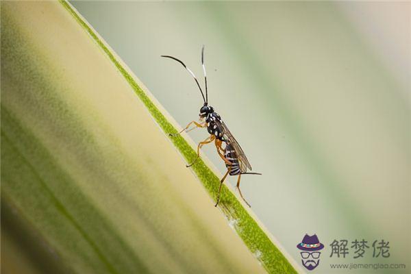 發夢夢到馬蜂是什麼意思