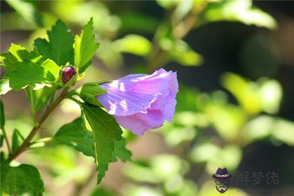 發夢夢到芙蓉是什麼意思