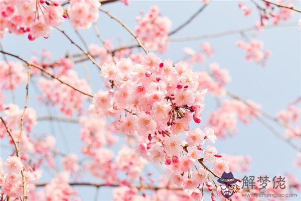 發夢夢到石竹花是什麼意思