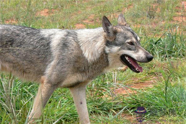 發夢夢到狂犬病是什麼意思