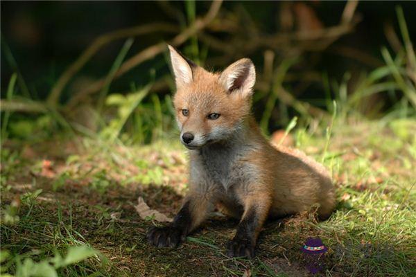 發夢夢到小動物是什麼意思