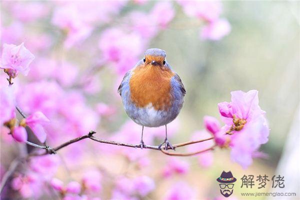 發夢夢到鳥鳴是什麼意思