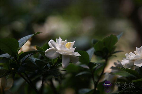 發夢夢到梔子花是什麼意思