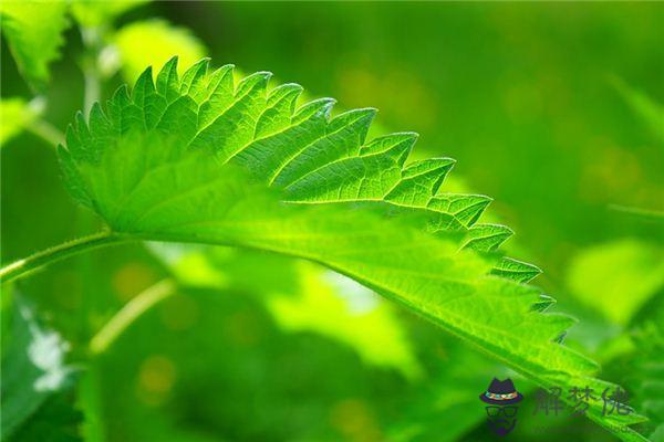 發夢夢到麻是什麼意思