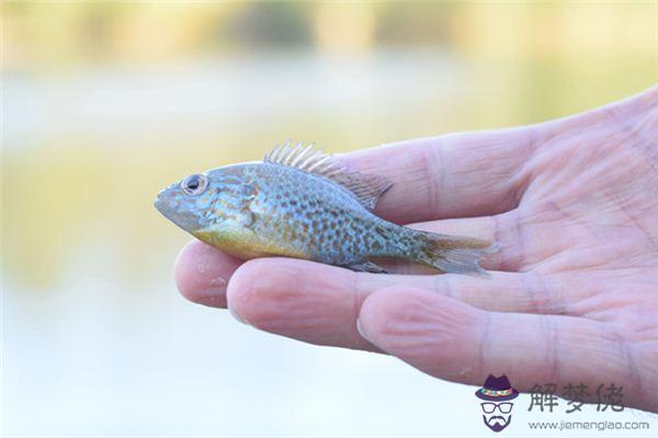 發夢夢到小魚是什麼意思