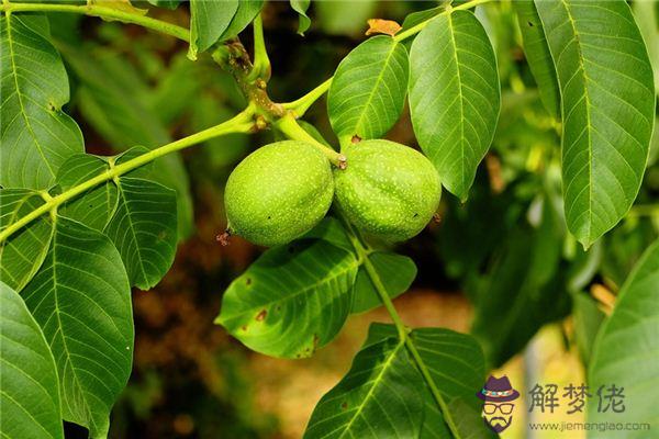 發夢夢到核桃樹是什麼意思