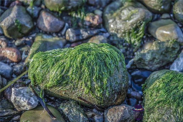 發夢夢到海草是什麼意思