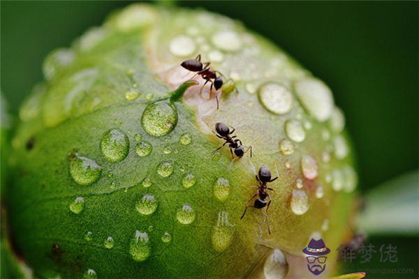 發夢夢到嘴內有蟲是什麼意思