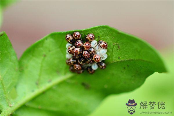 發夢夢到蟲卵是什麼意思