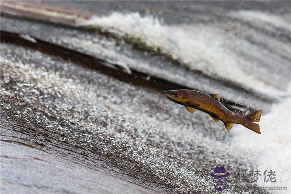 發夢夢到魚從水里跳出來是什麼意思